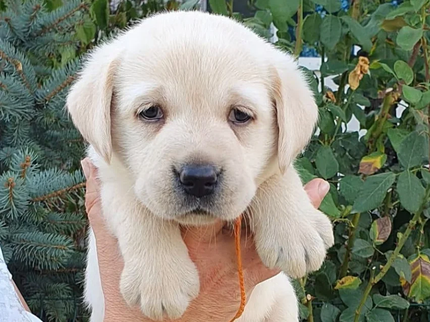 Juliette Binoche – Labrador Retriever puppy image 2
