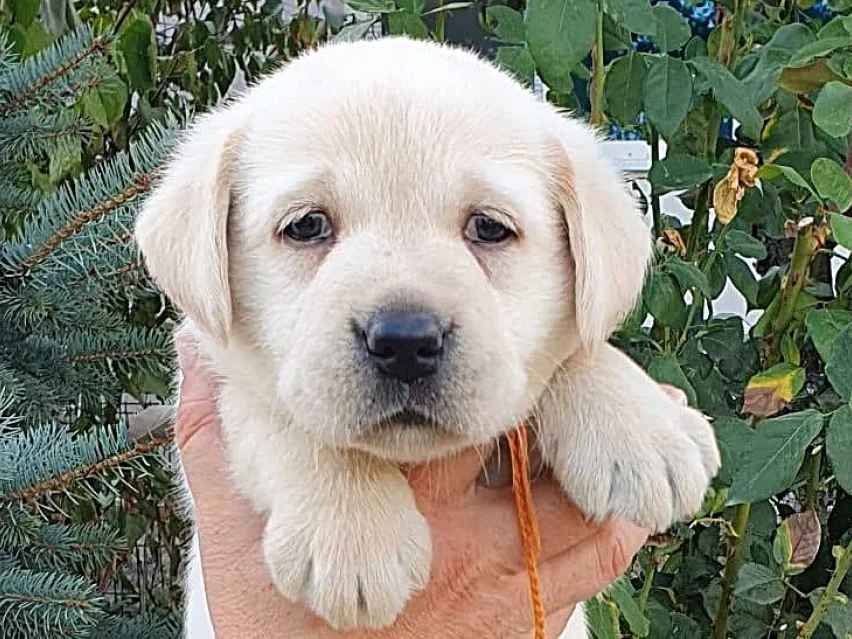 Juliette Binoche – Labrador Retriever puppy image 1