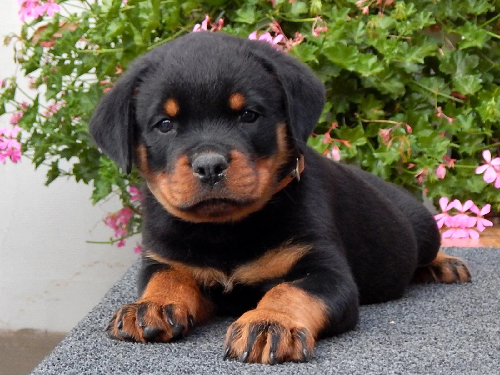Tom Rottweiler Litter image 1