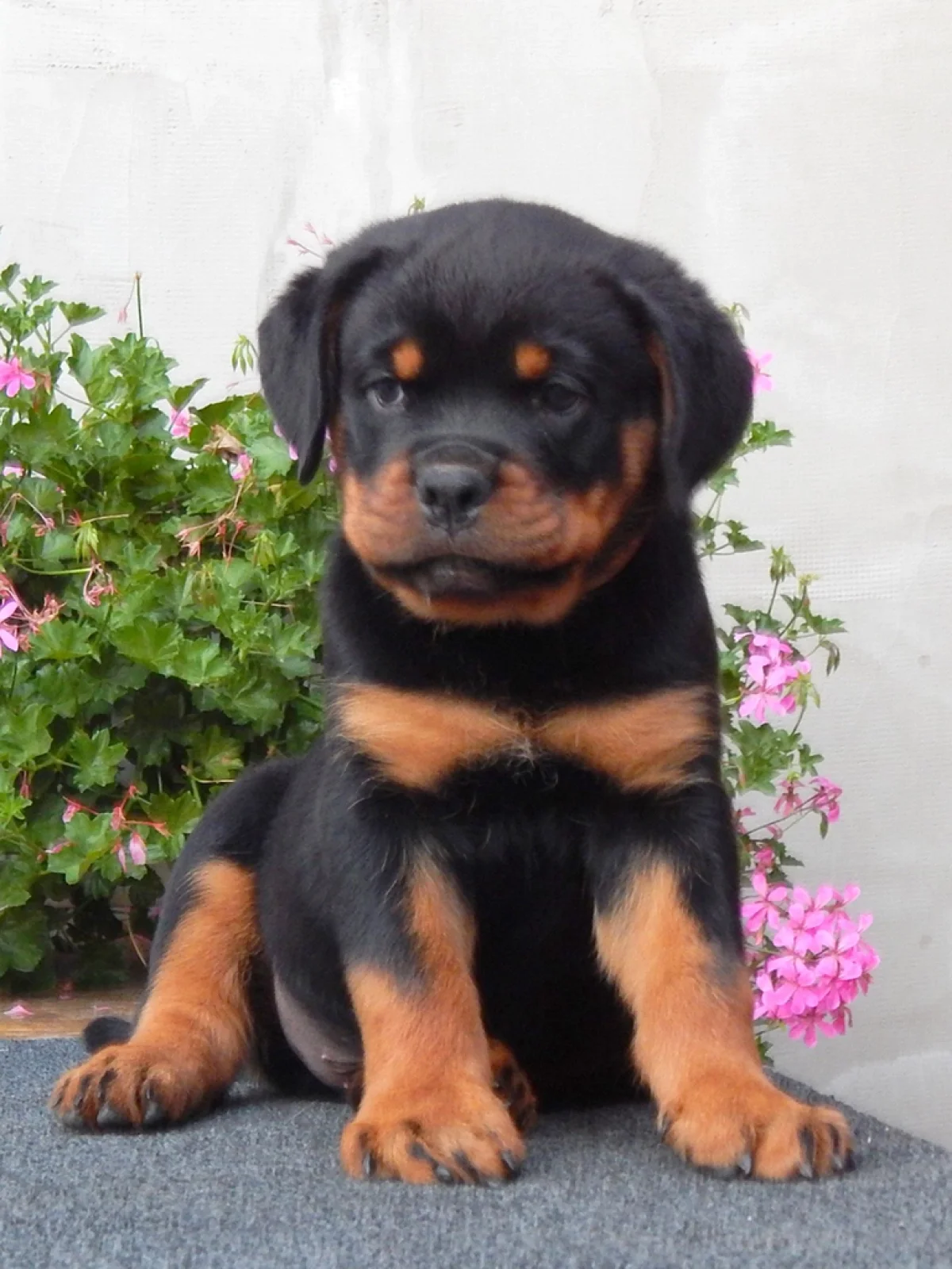 Tom Rottweiler Litter image 5