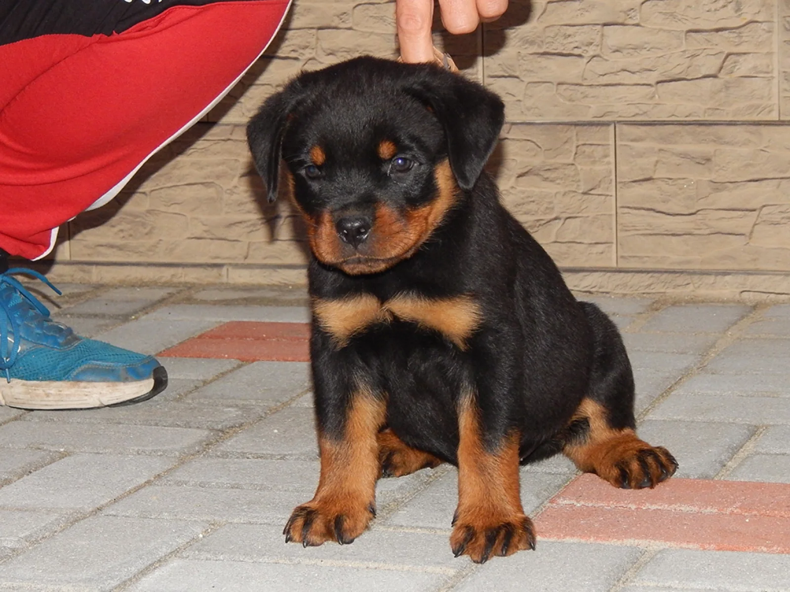 Tom Rottweiler Litter image 2