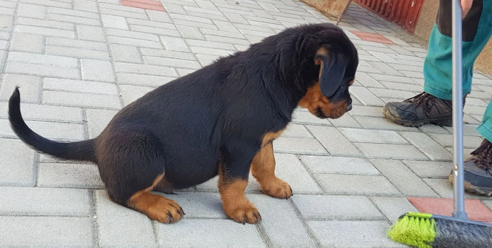 Tom Rottweiler Litter image 4