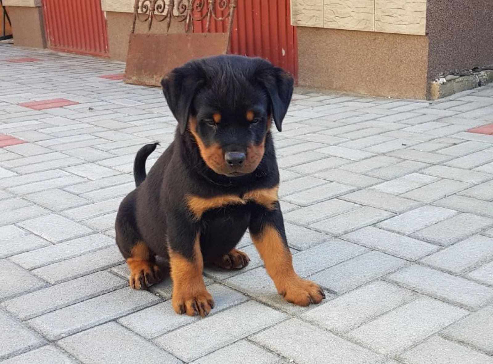 Tom Rottweiler Litter image 3