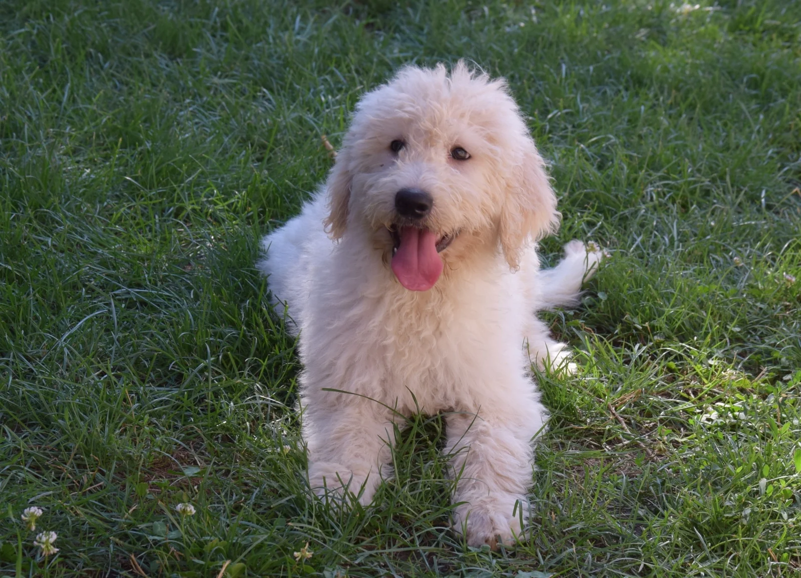 Bobby Golden doodle image 2