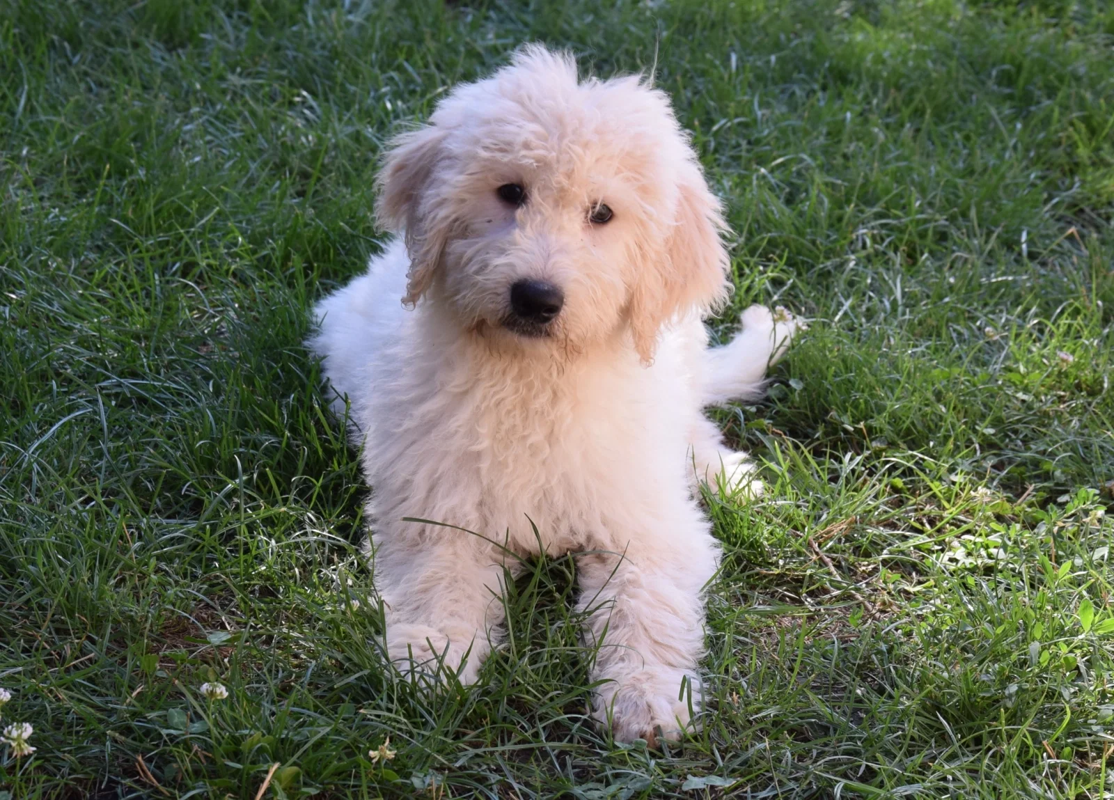 Bobby Golden doodle image 1