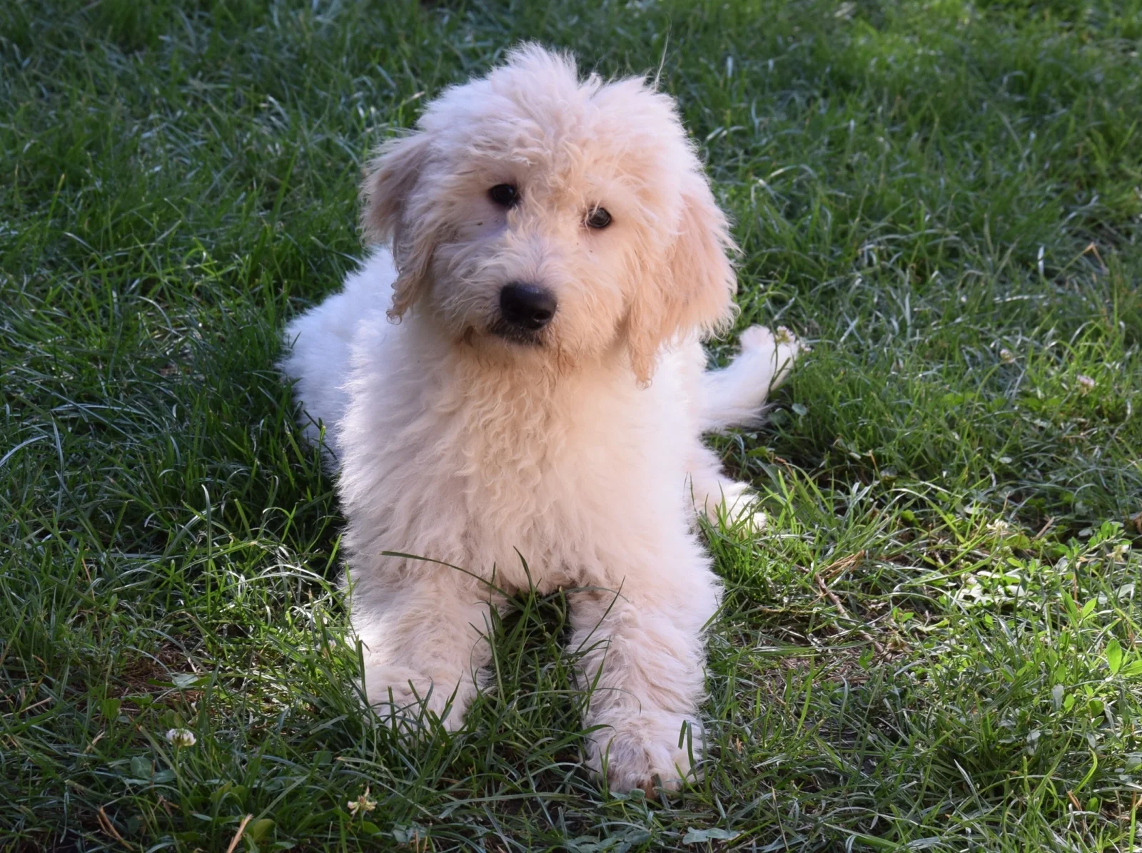 Bobby Golden doodle image 5