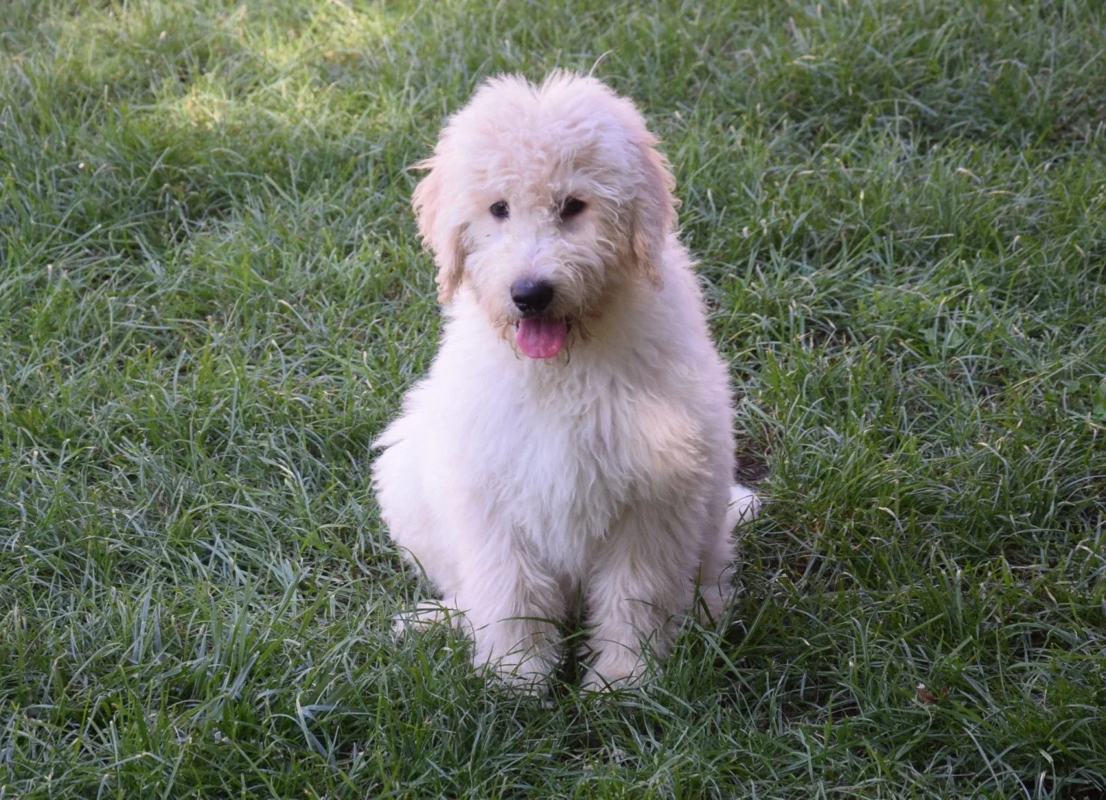 Bobby Golden doodle image 6