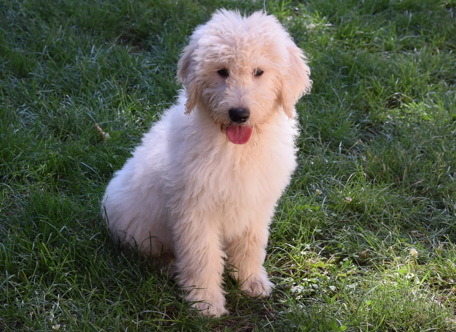Bobby Golden doodle image 4