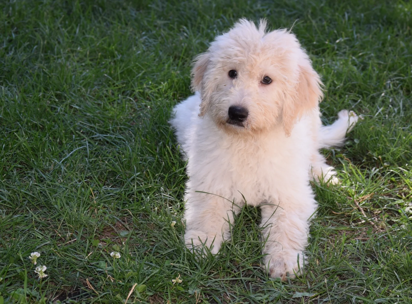 Bobby Golden doodle image 3