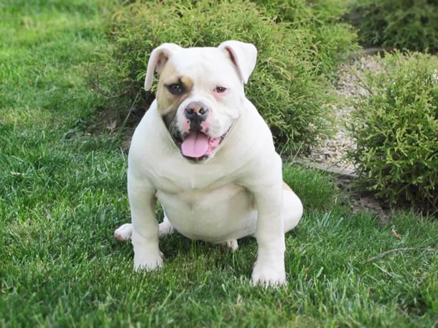 American bulldog image 4