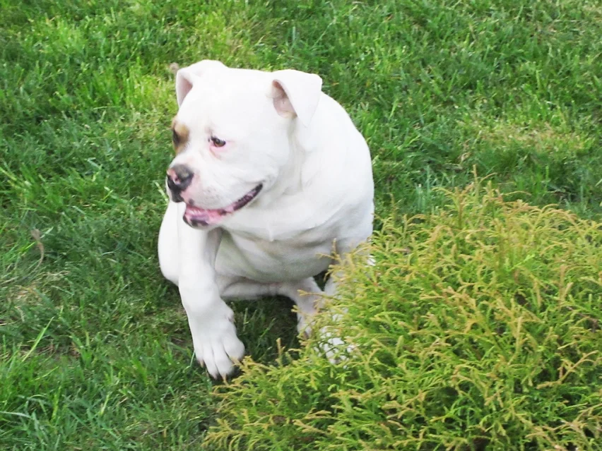American bulldog image 5