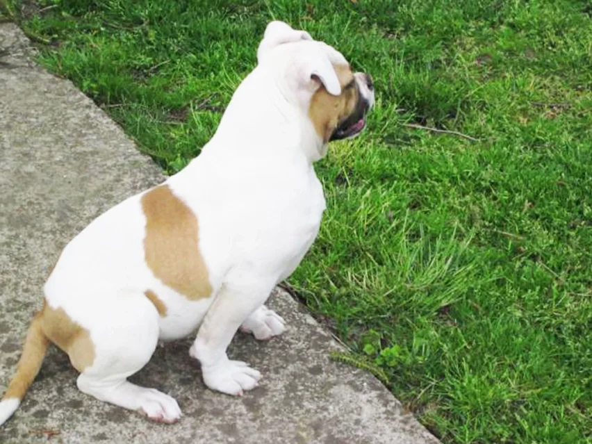 American bulldog image 2