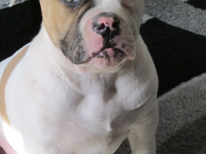 American bulldog image 3