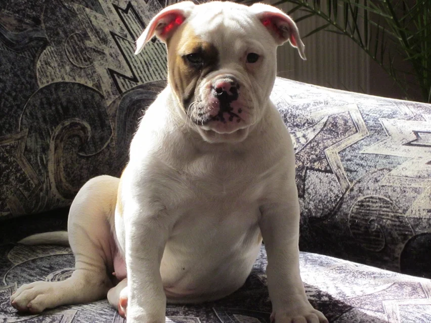 American bulldog image 1