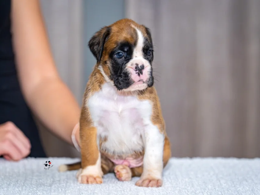 Dario Franchitti – Boxer puppy image 1