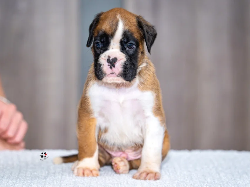 Dario Franchitti – Boxer puppy image 2