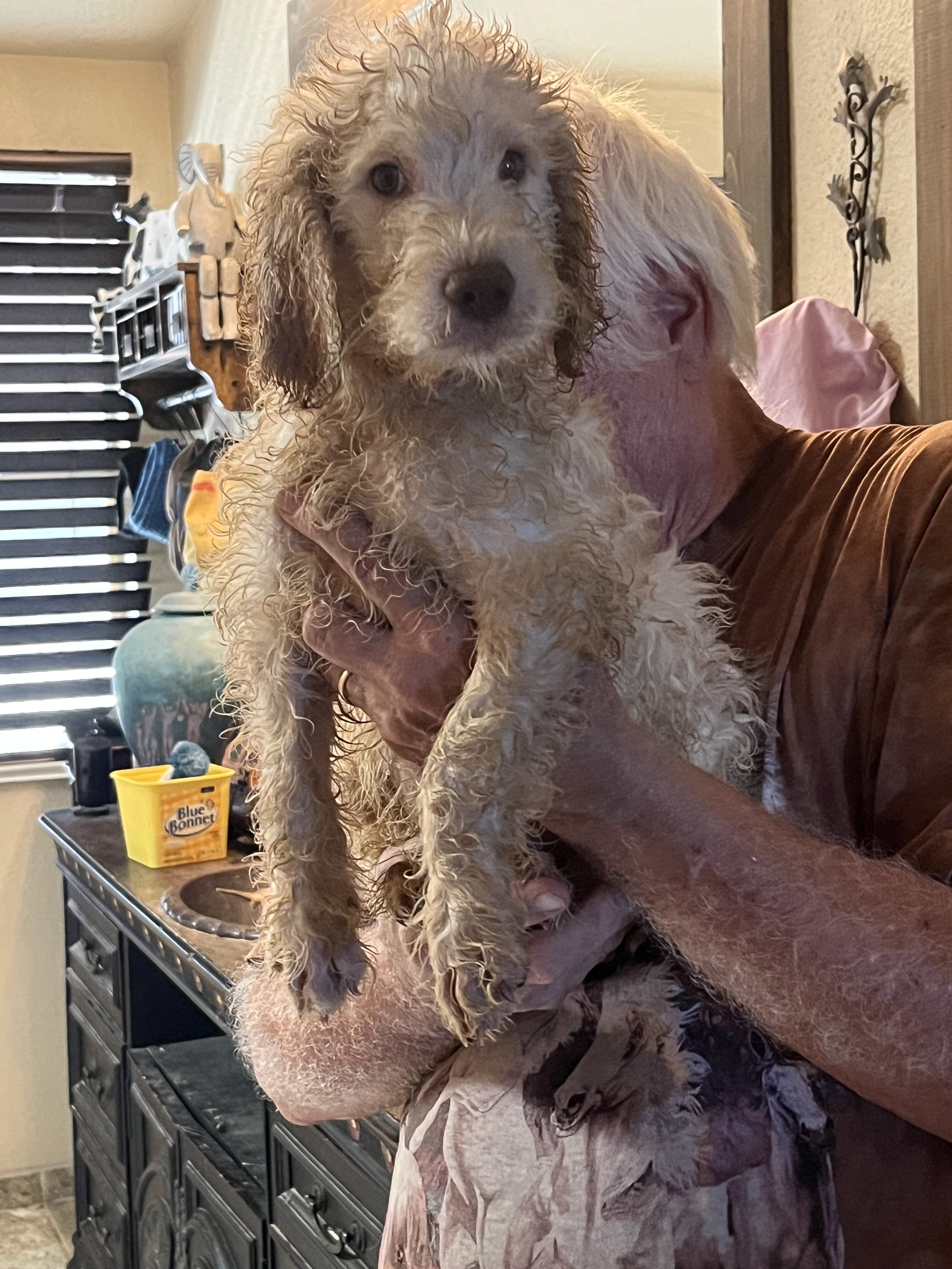 Labradoodles image 2