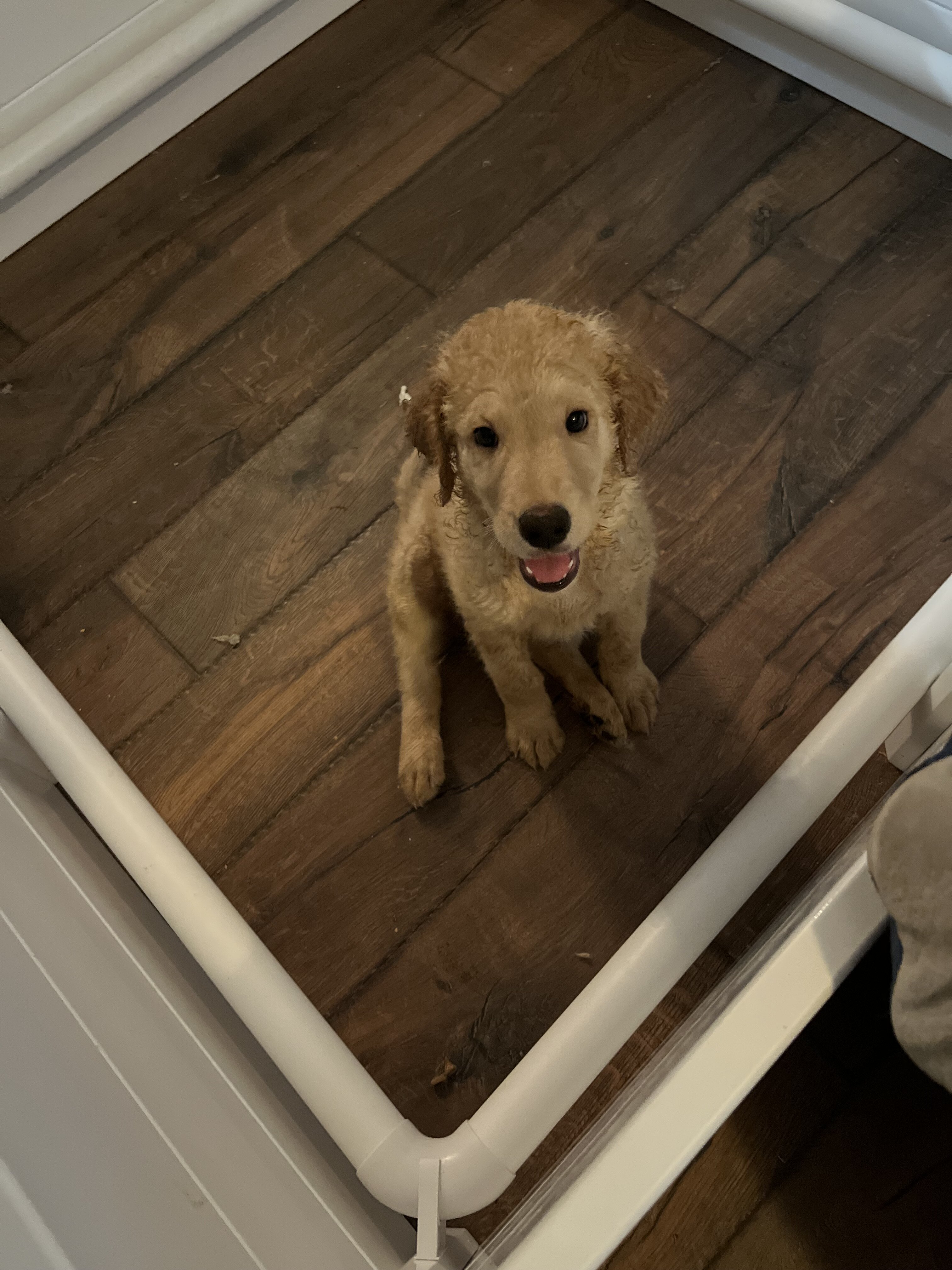 Labradoodles image 1