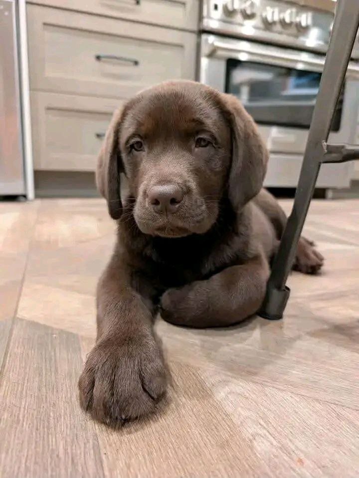 Labrador Puppies image 1