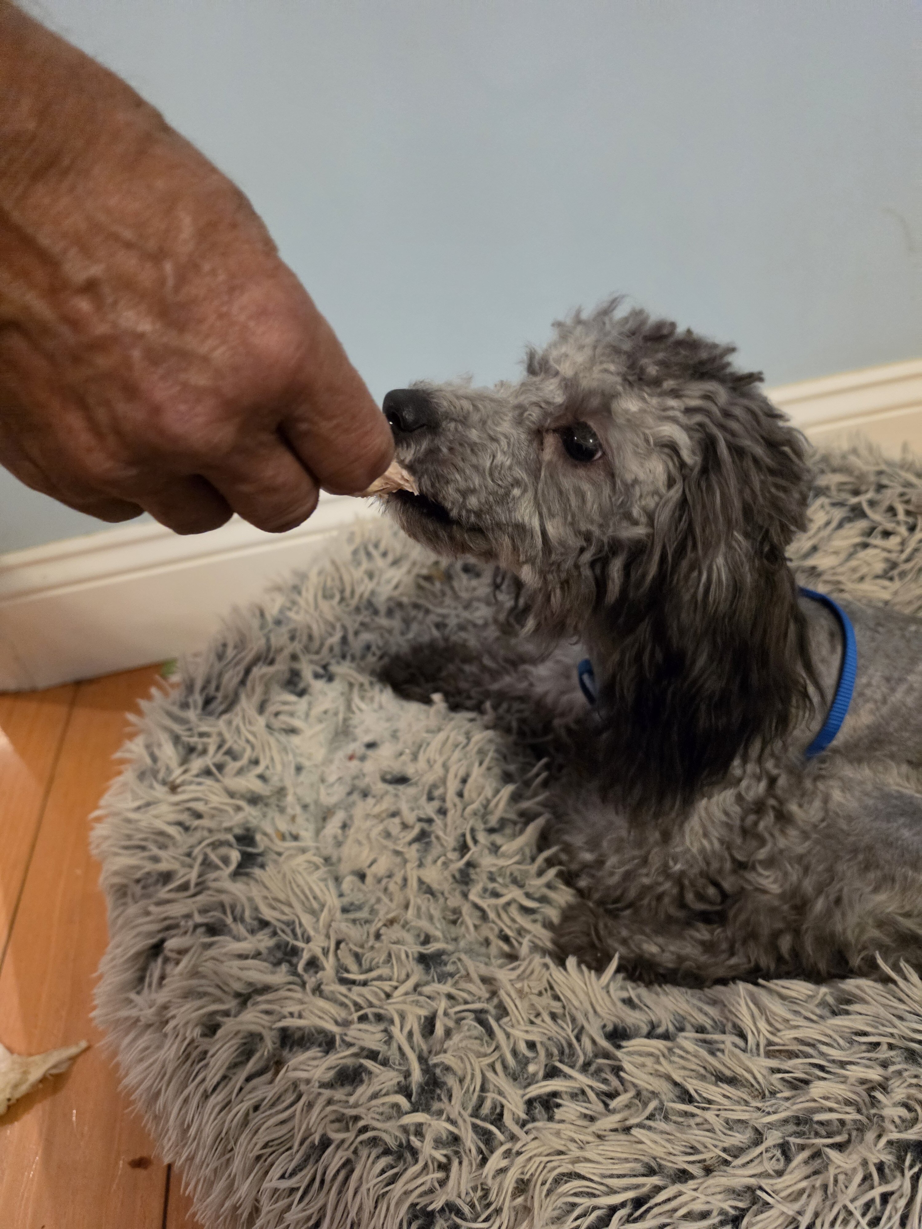 Silver Toy Poodle Female – 7 Months Old image 2