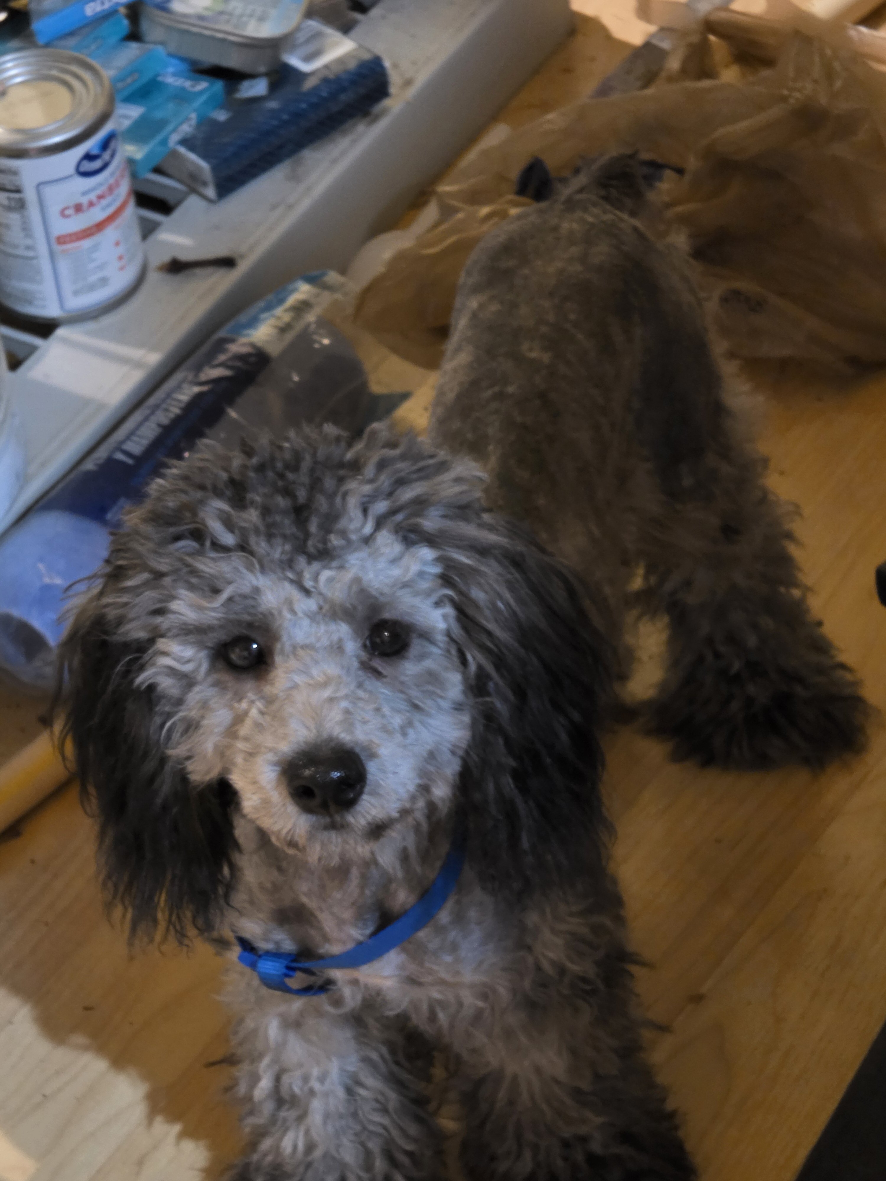 Silver Toy Poodle Female – 7 Months Old image 1