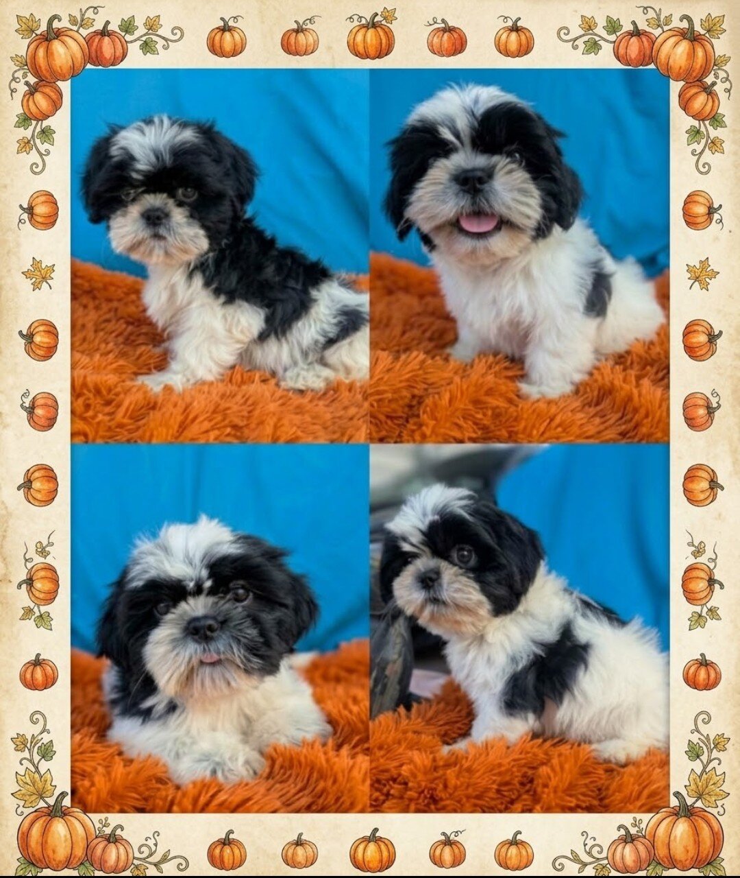 Shih Tzu puppies image 1