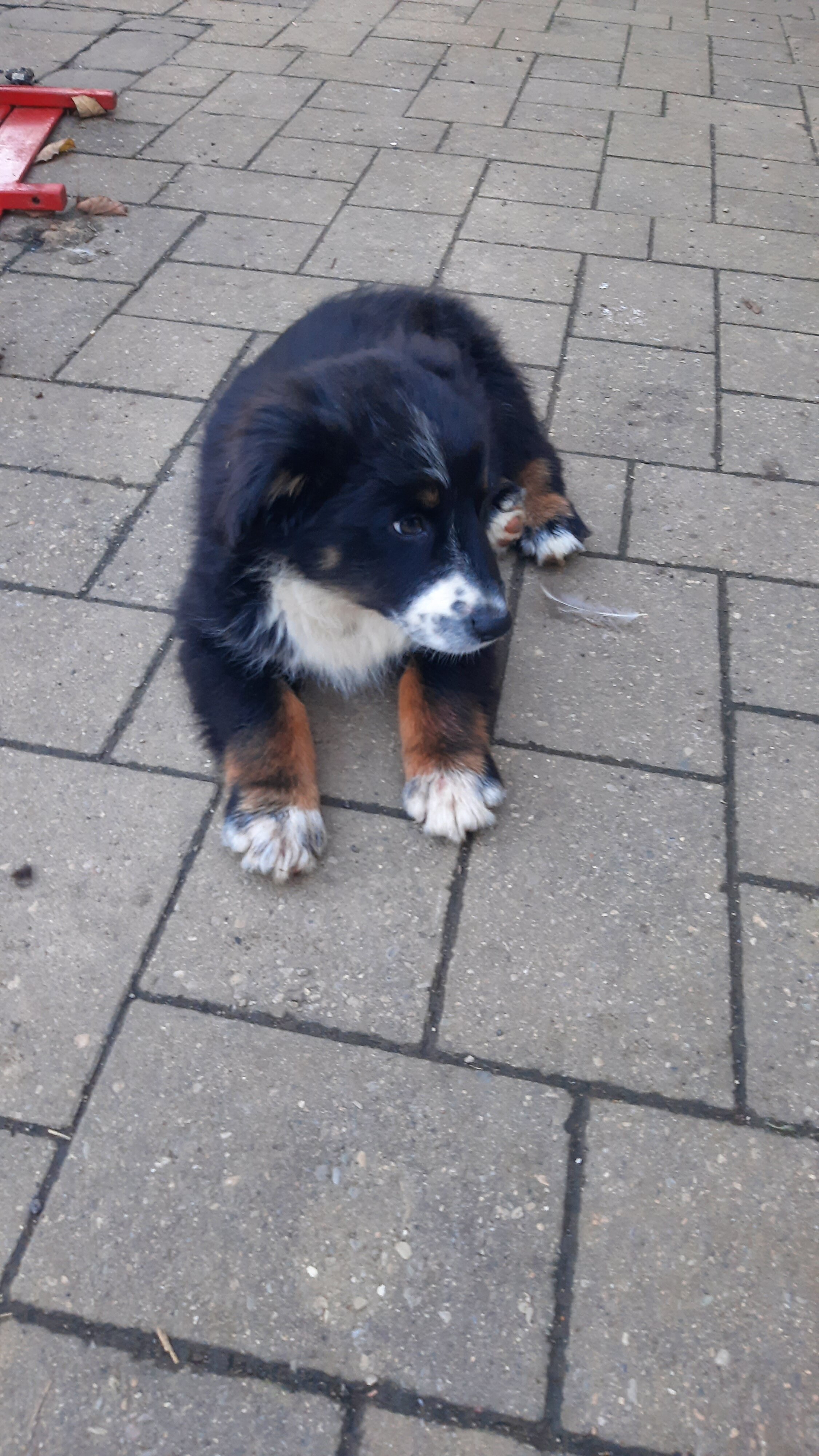 Australian shepherd female image 2