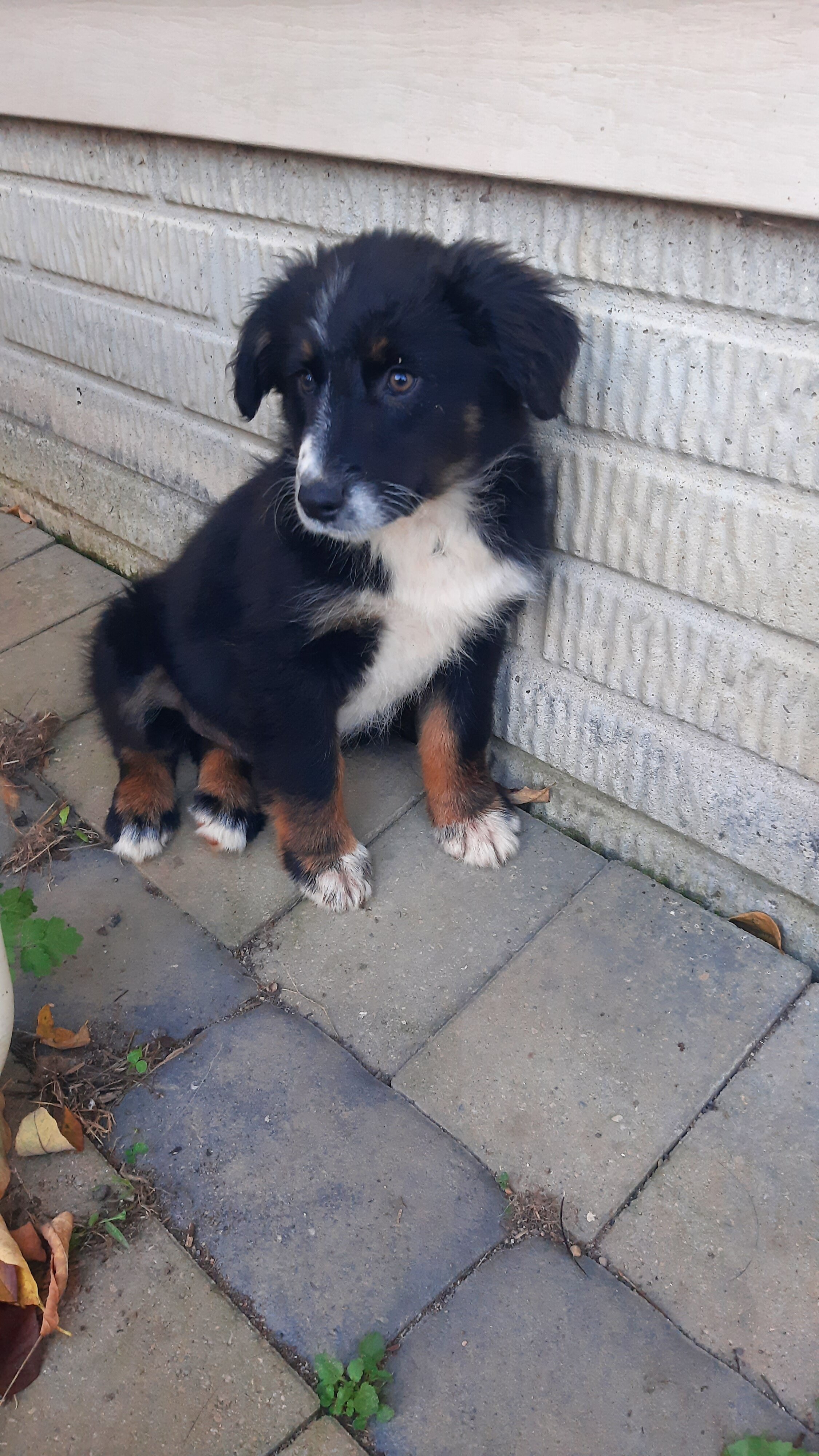 Australian shepherd female image 1