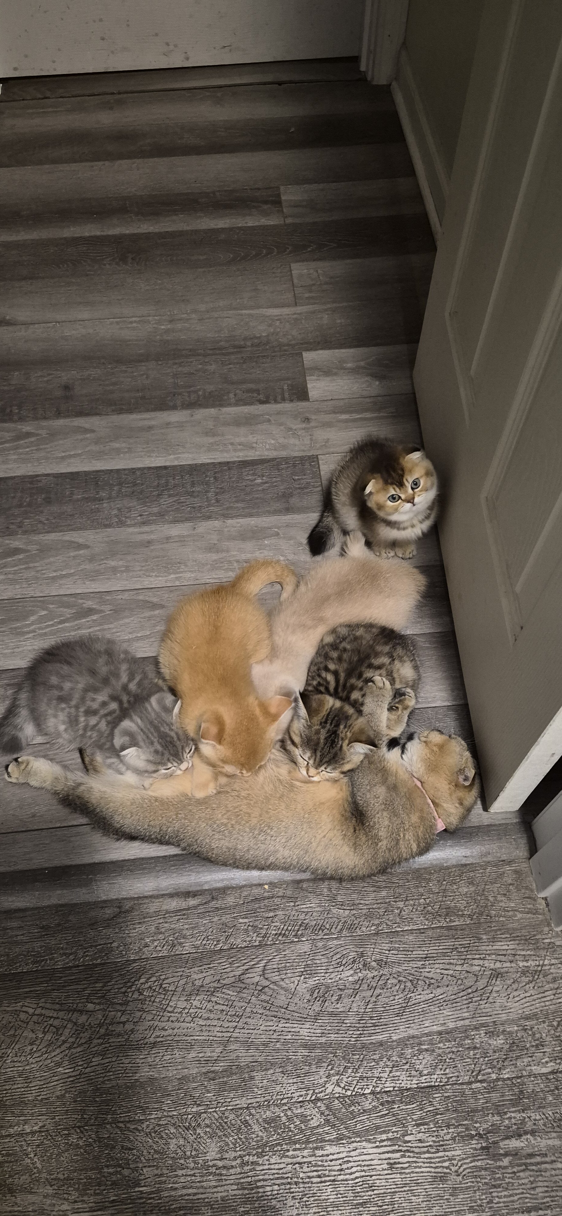 Scottish Fold image 6