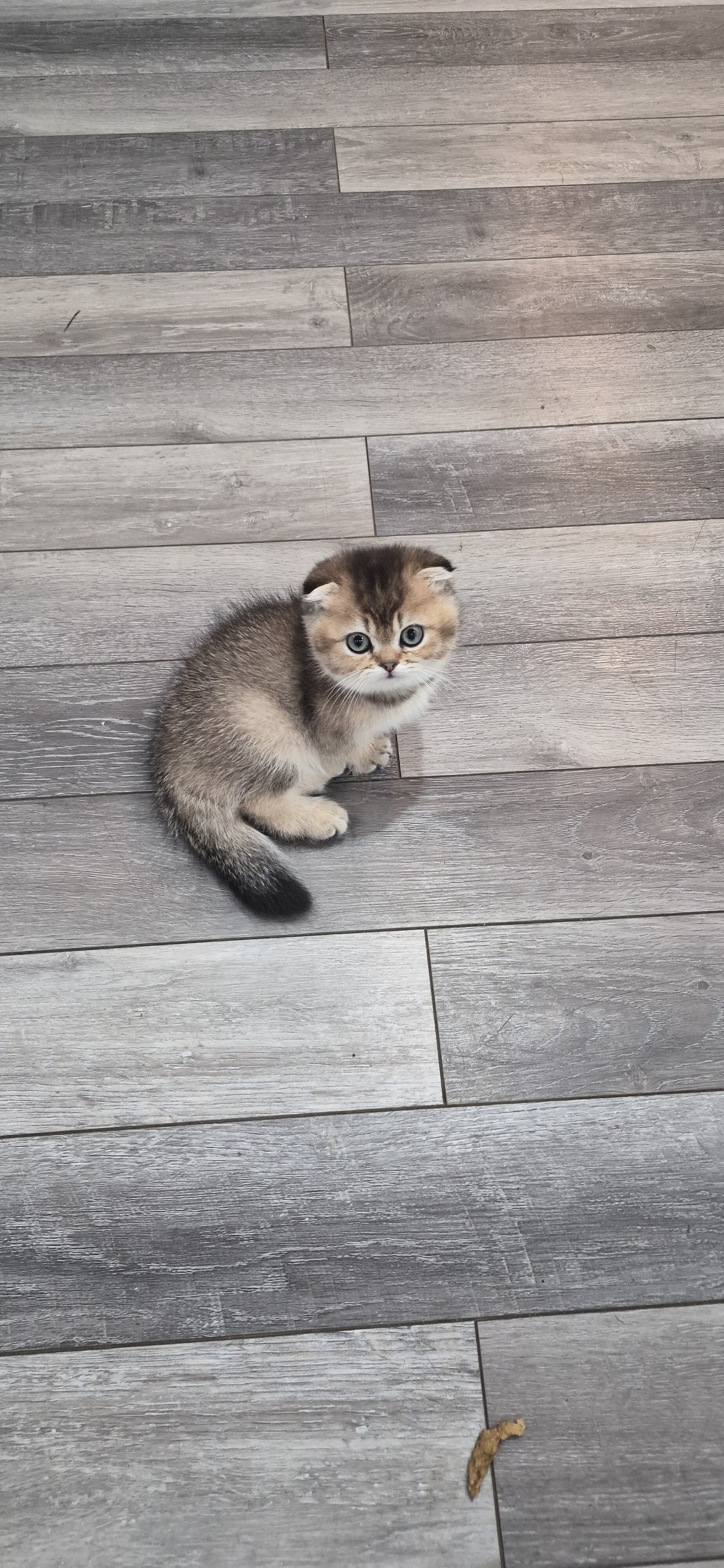 Scottish Fold image 5