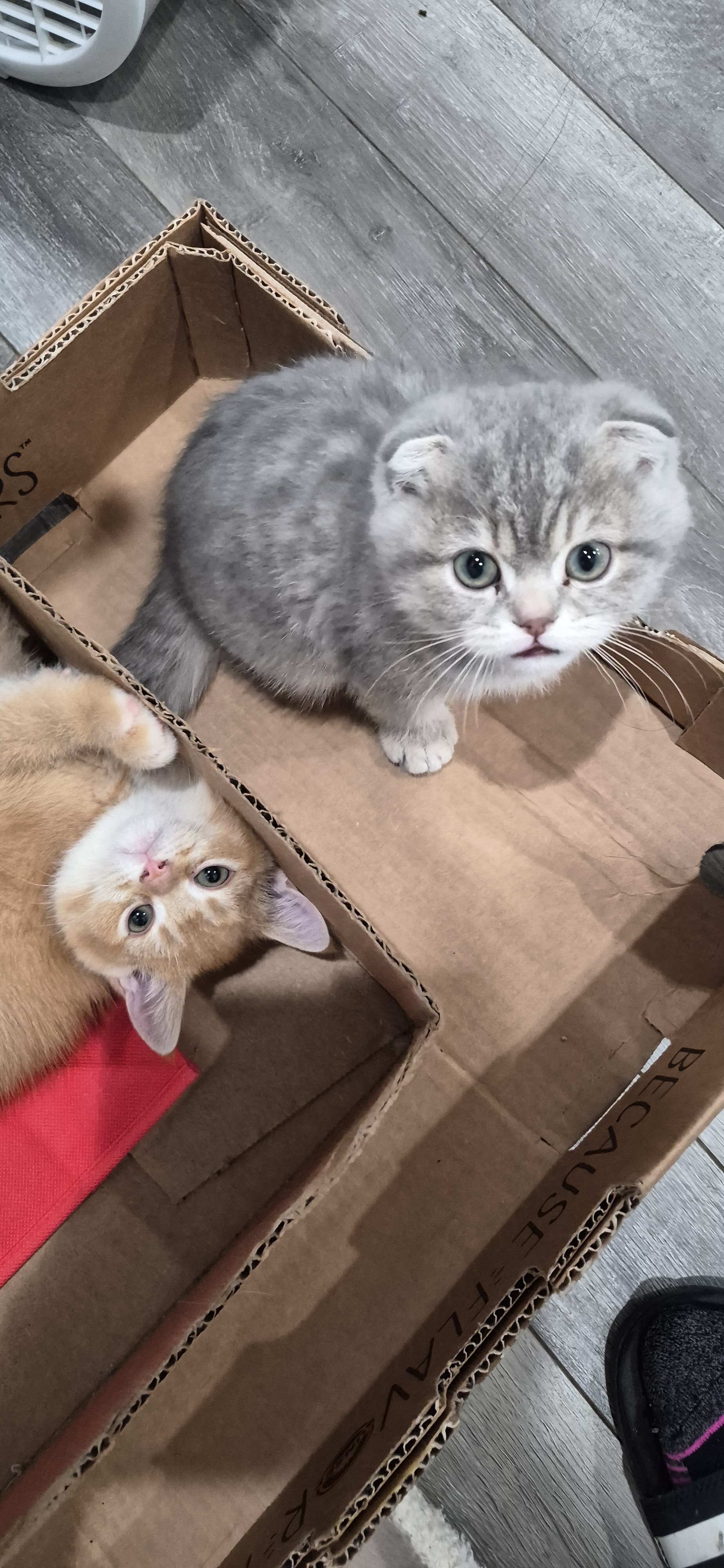 Scottish Fold image 4
