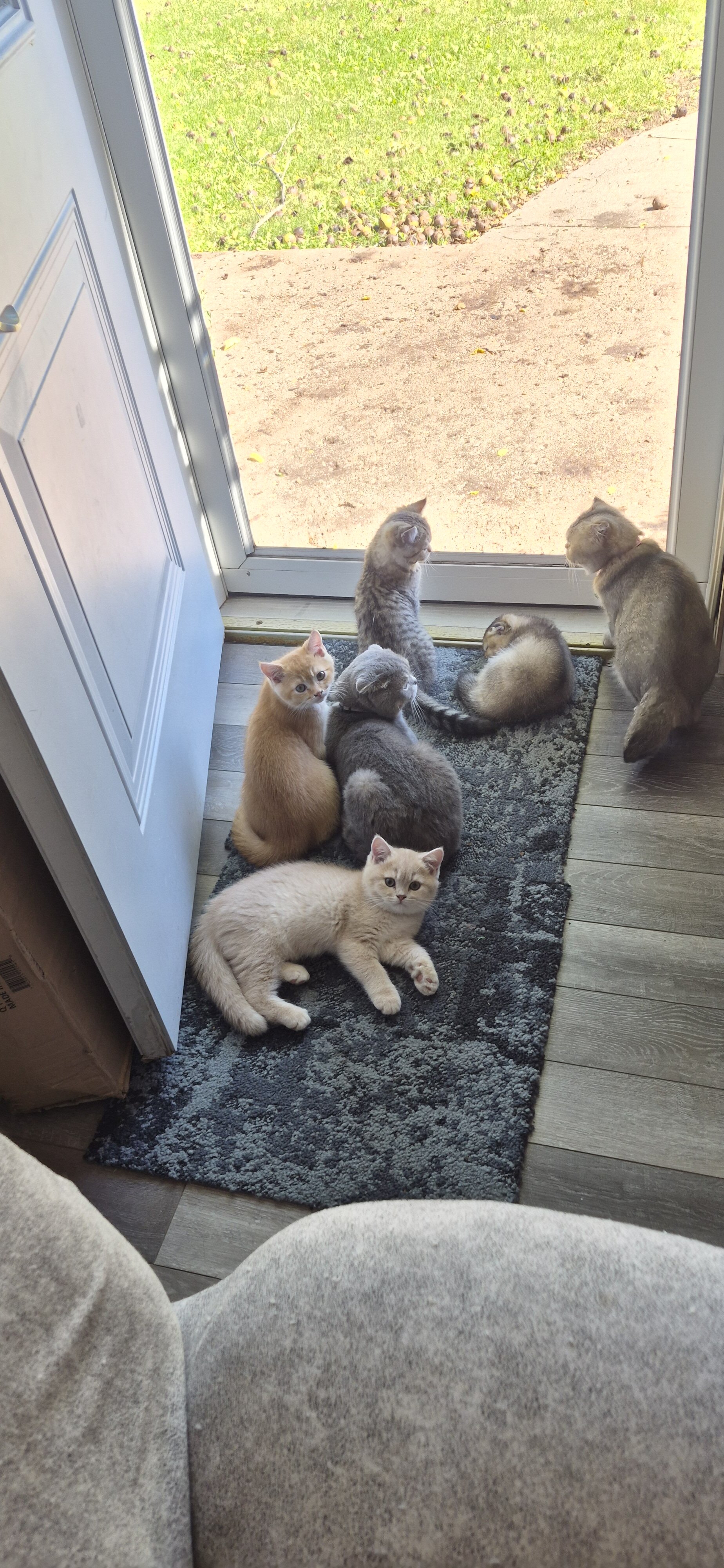 Scottish Fold image 3