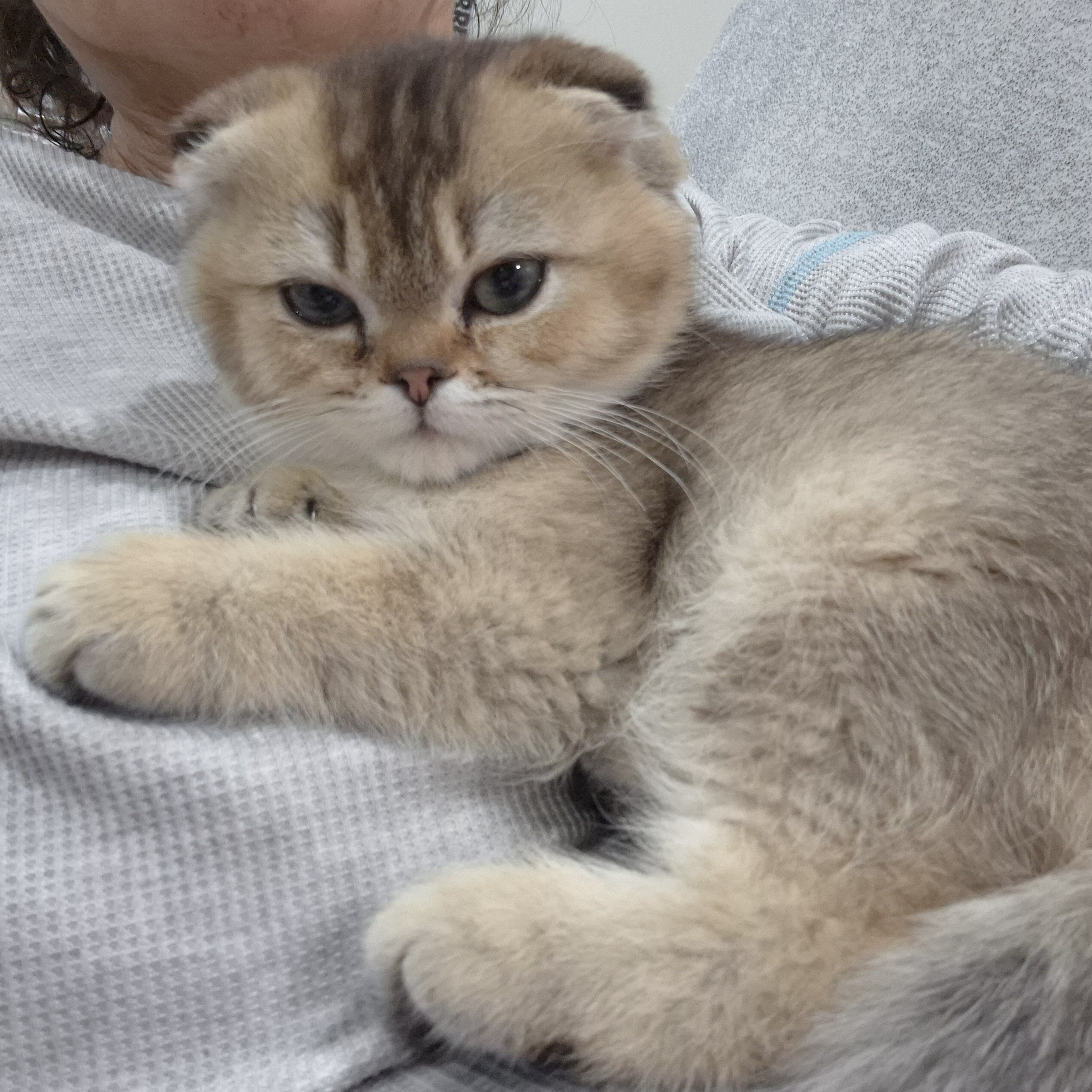 Scottish Fold image 1
