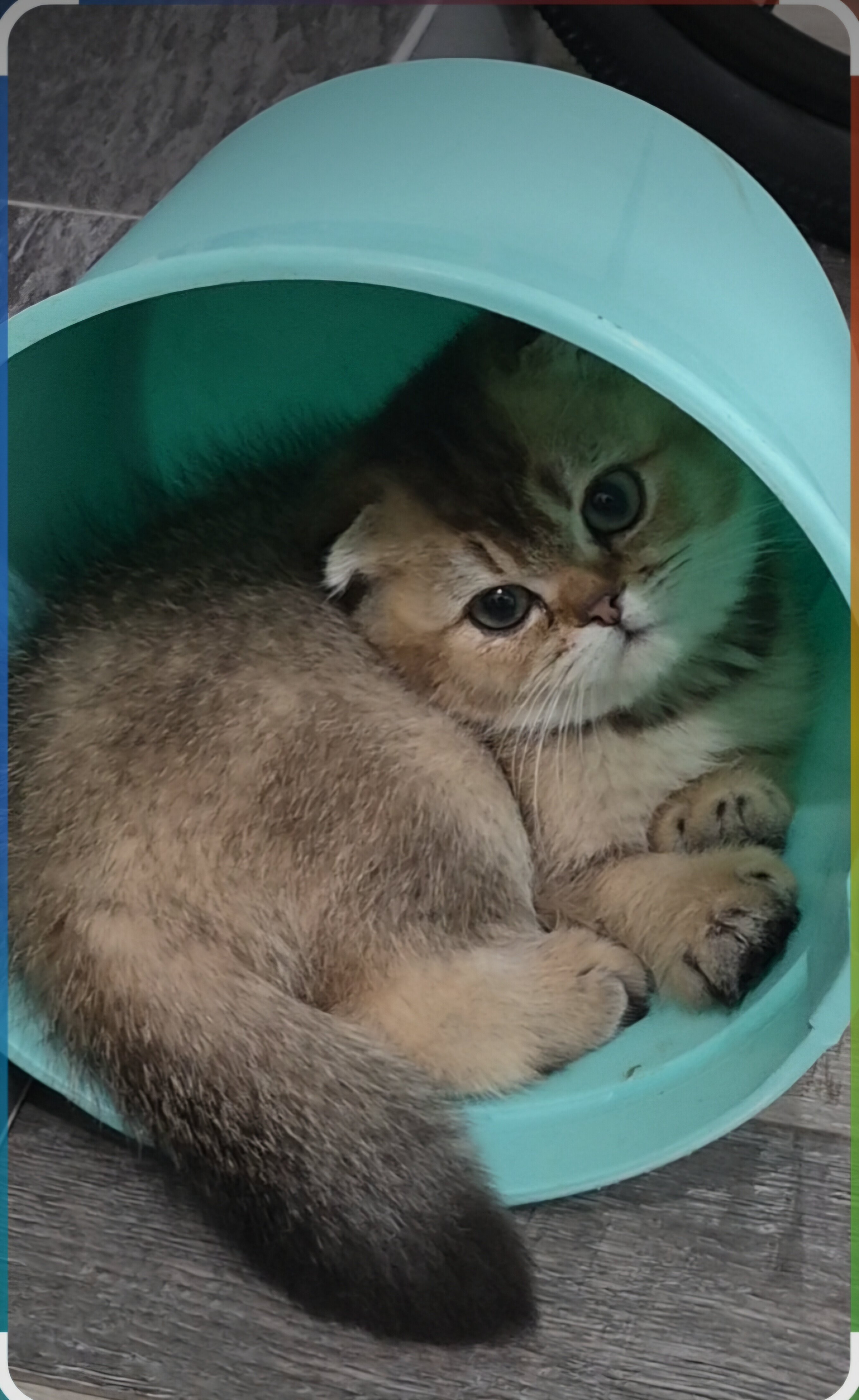 Scottish Fold image 2
