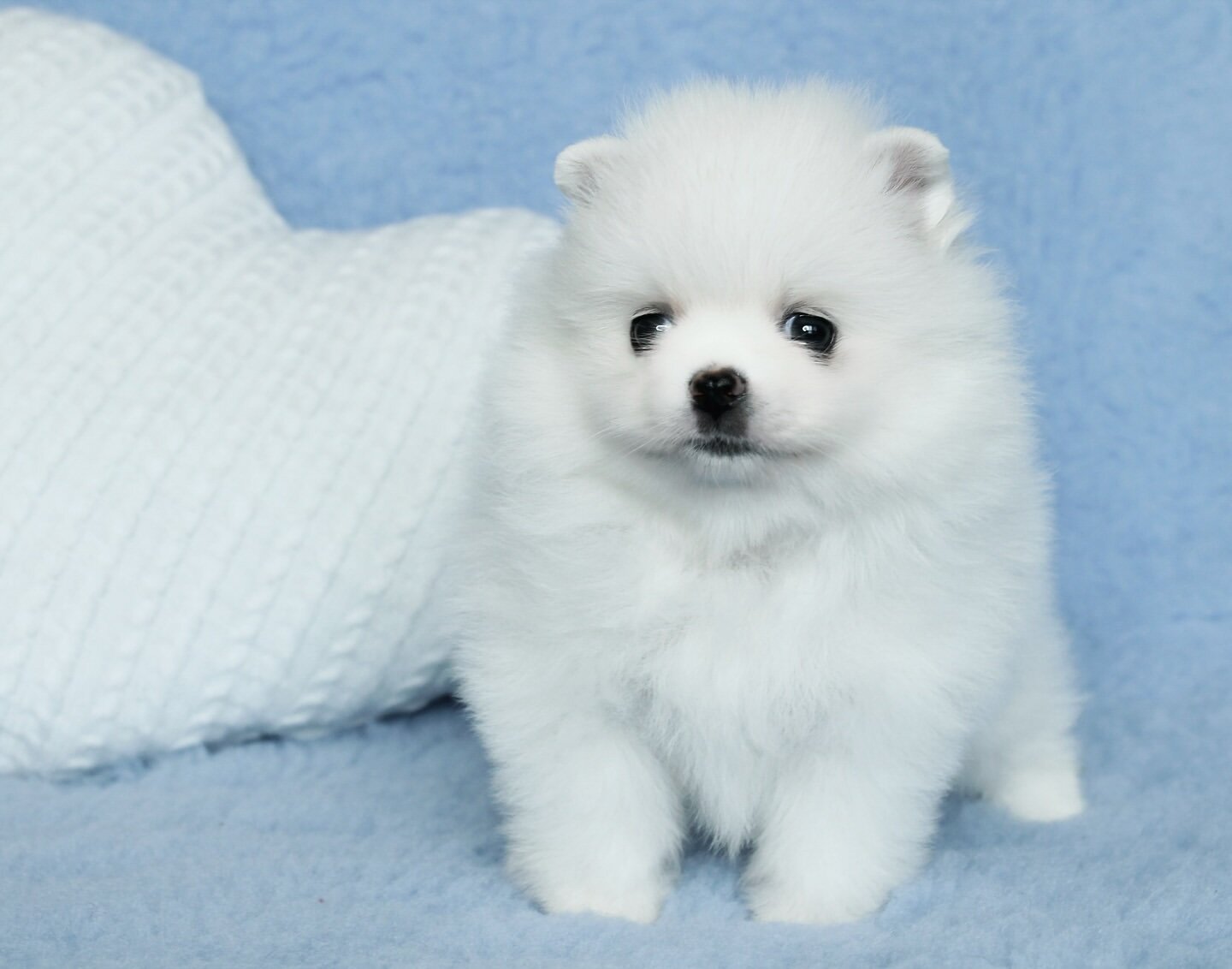 Meet Tonia - Adorable Pomeranian Puppy image 1