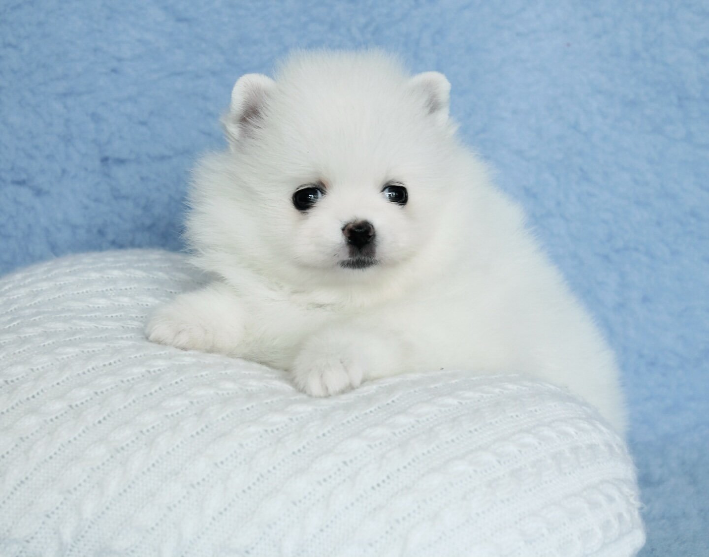Meet Tonia - Adorable Pomeranian Puppy image 2