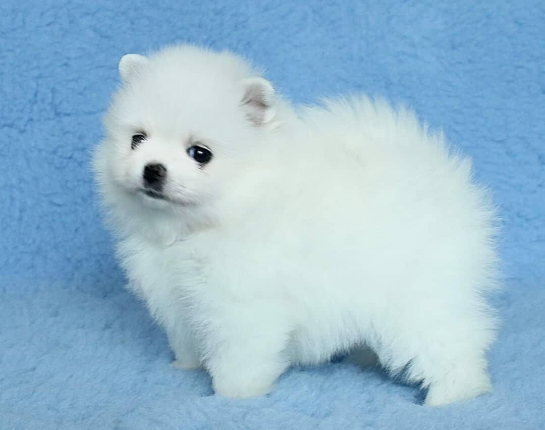 Meet Tonia - Adorable Pomeranian Puppy image 3