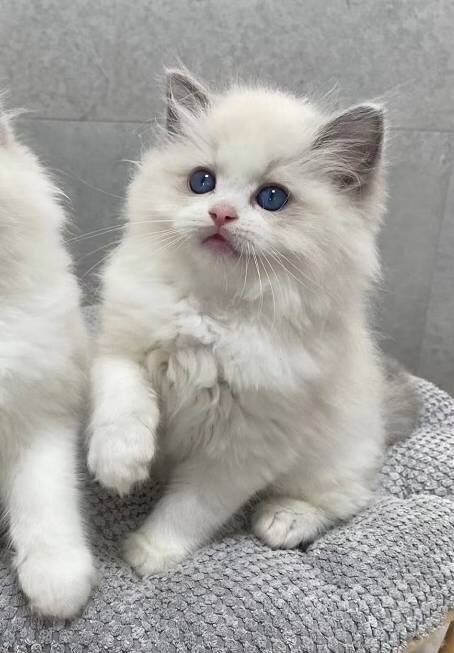 Cute Ragdoll Kittens image 3