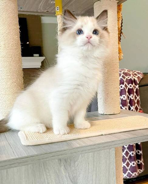Cute Ragdoll Kittens image 2