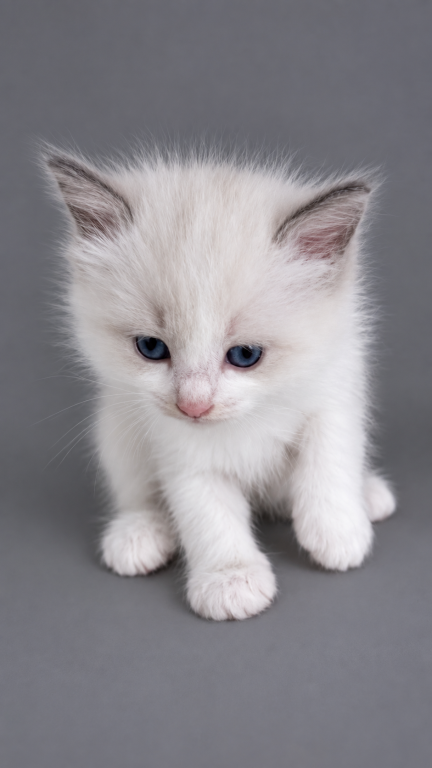 Cute Ragdoll Kittens image 1