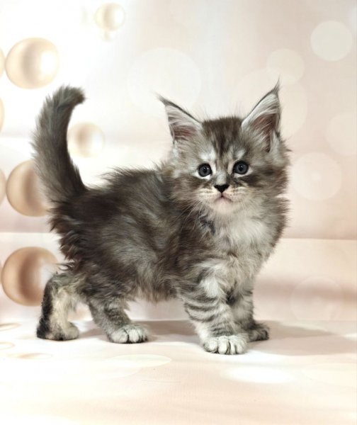 Adorable Maine Coon kittens. image 2
