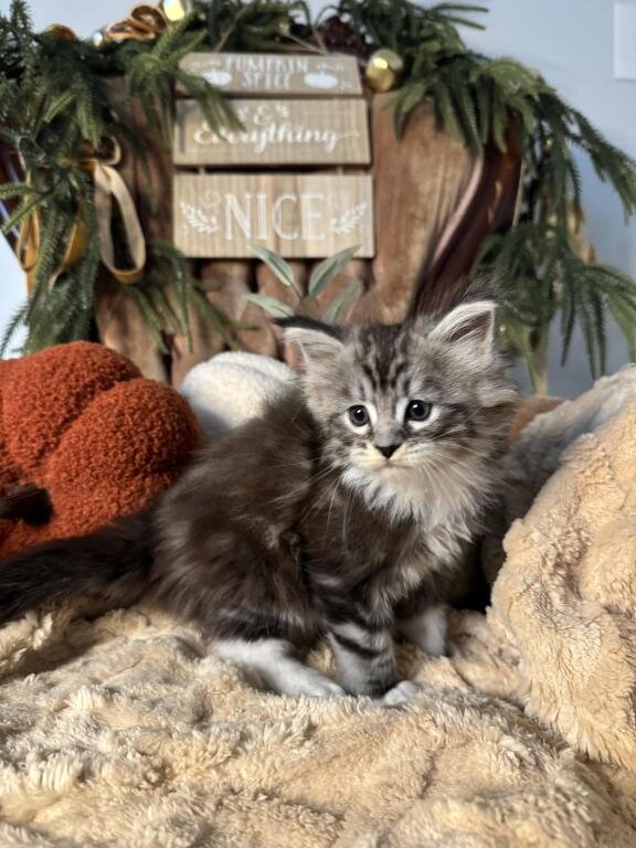 Adorable Maine Coon kittens. image 3