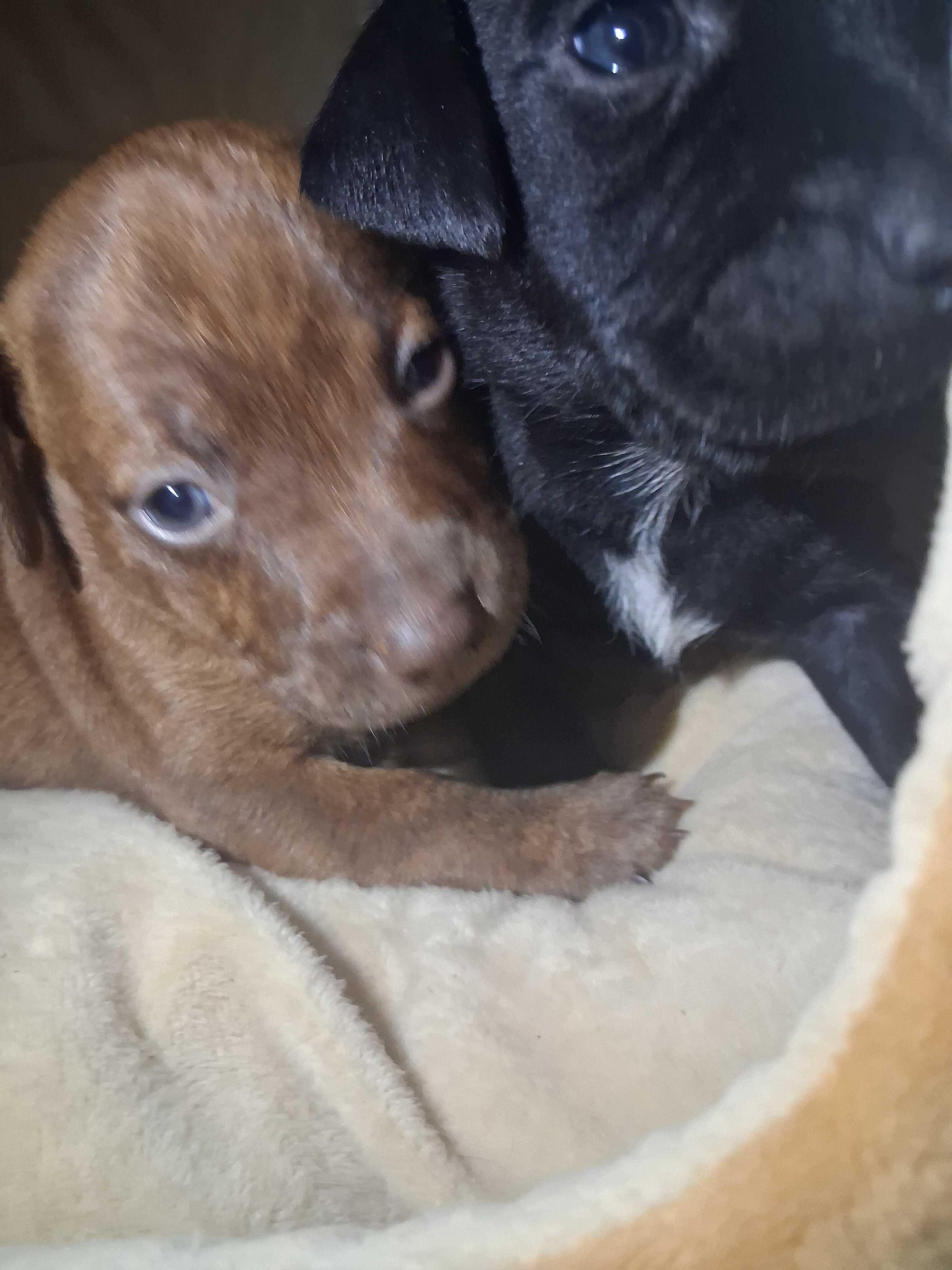 Beautiful puppies looking for forever homes image 2