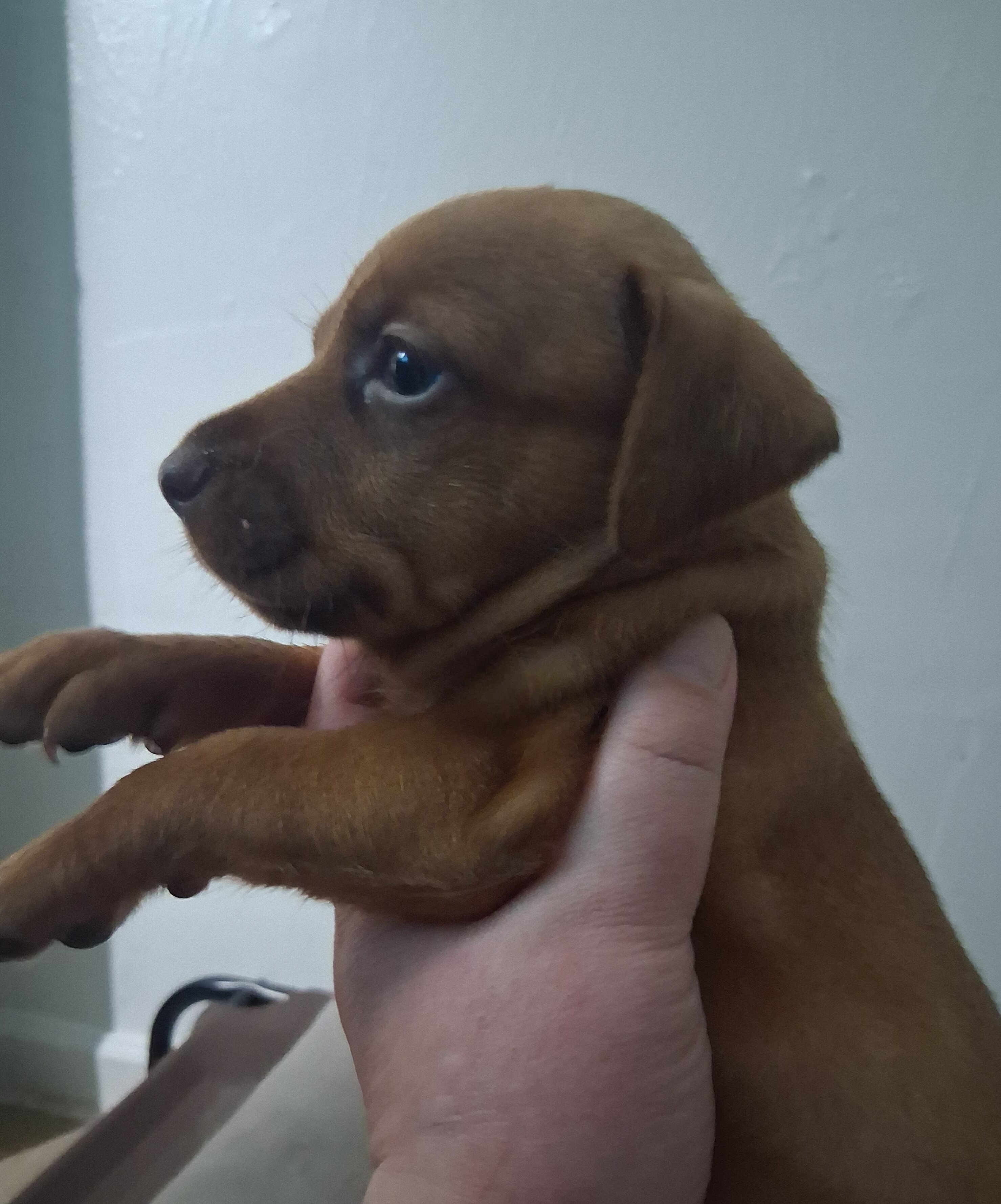 Beautiful puppies looking for forever homes image 1