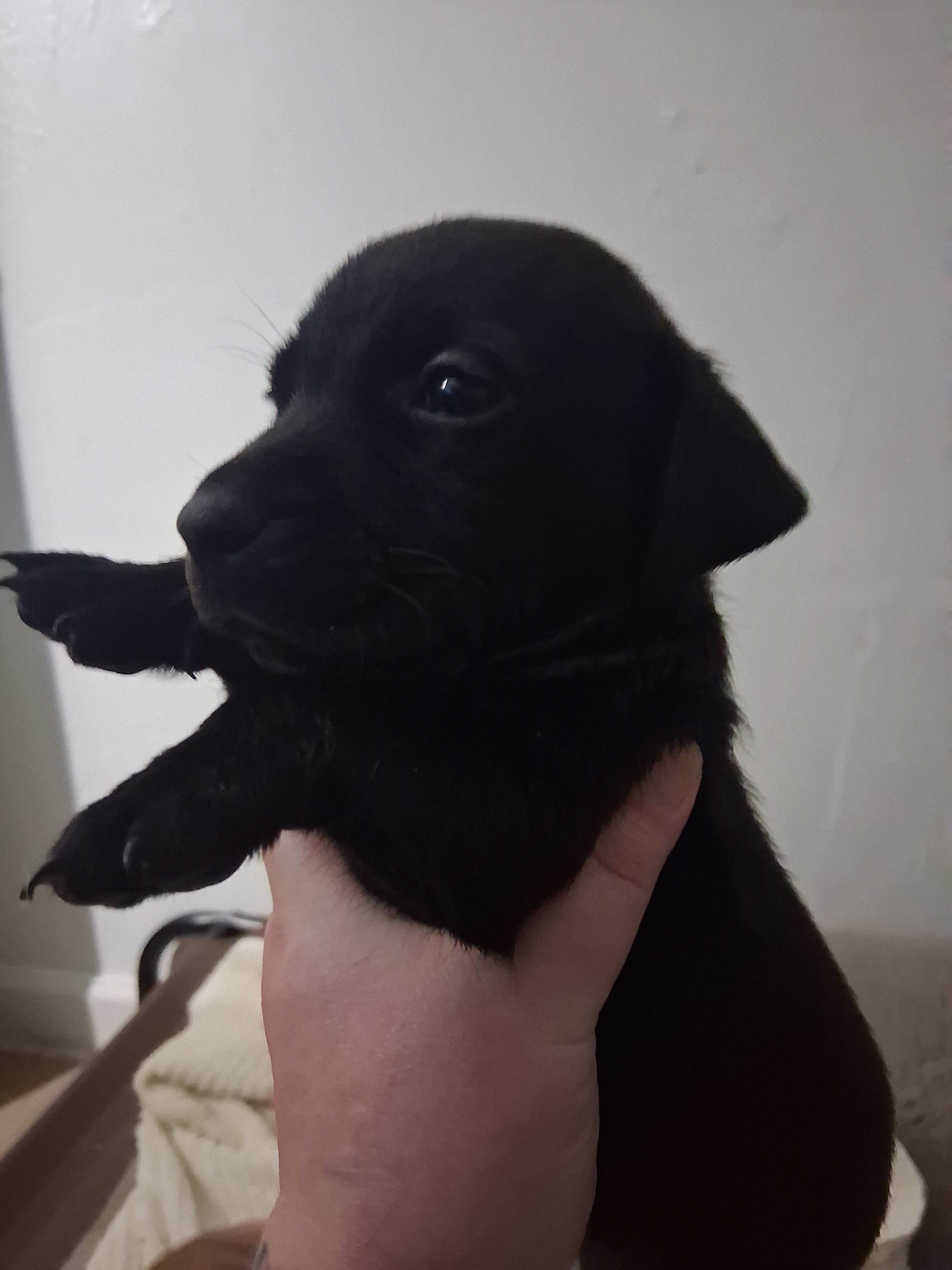 Beautiful puppies looking for forever homes image 3