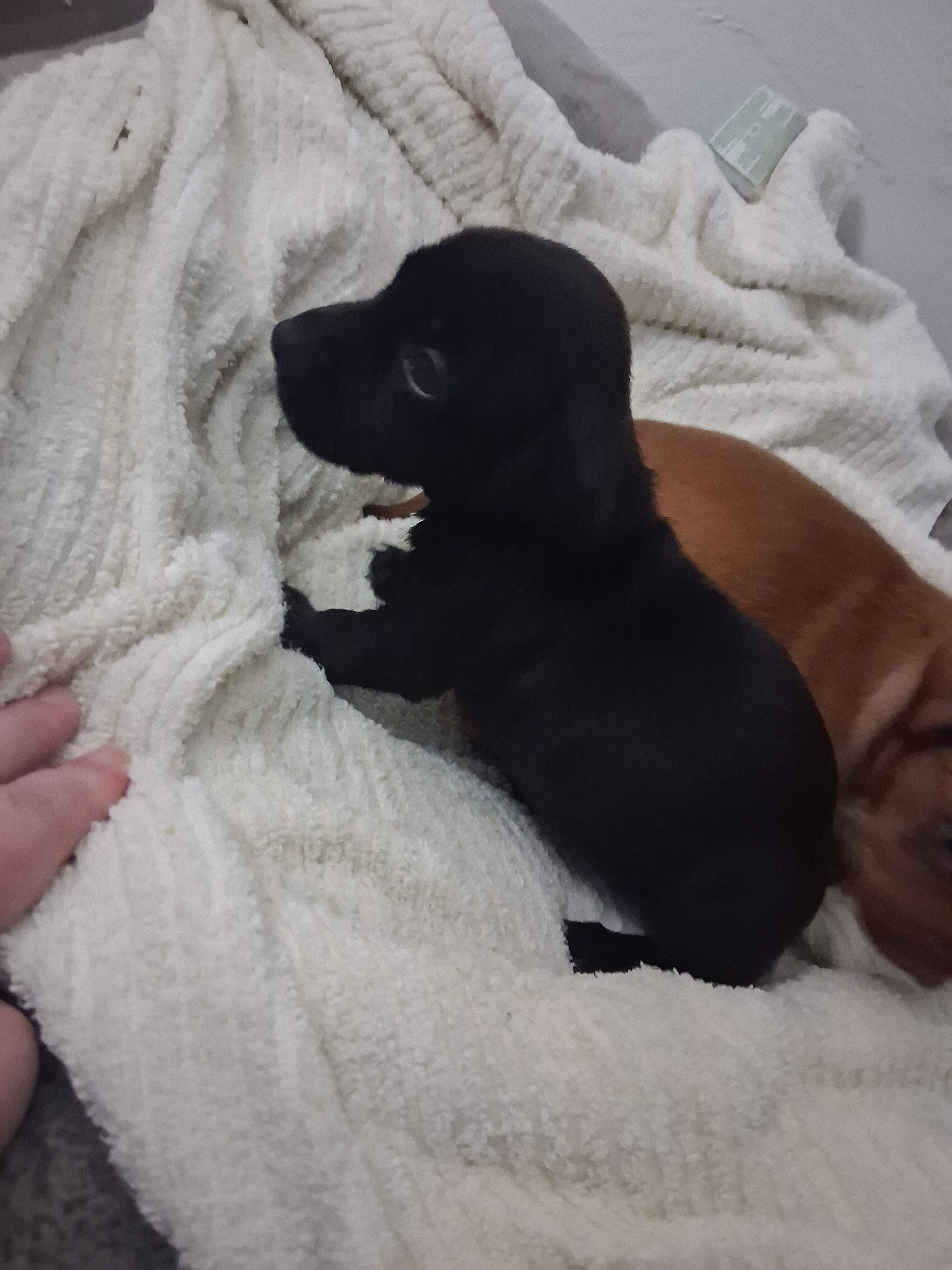 Beautiful puppies looking for forever homes image 4