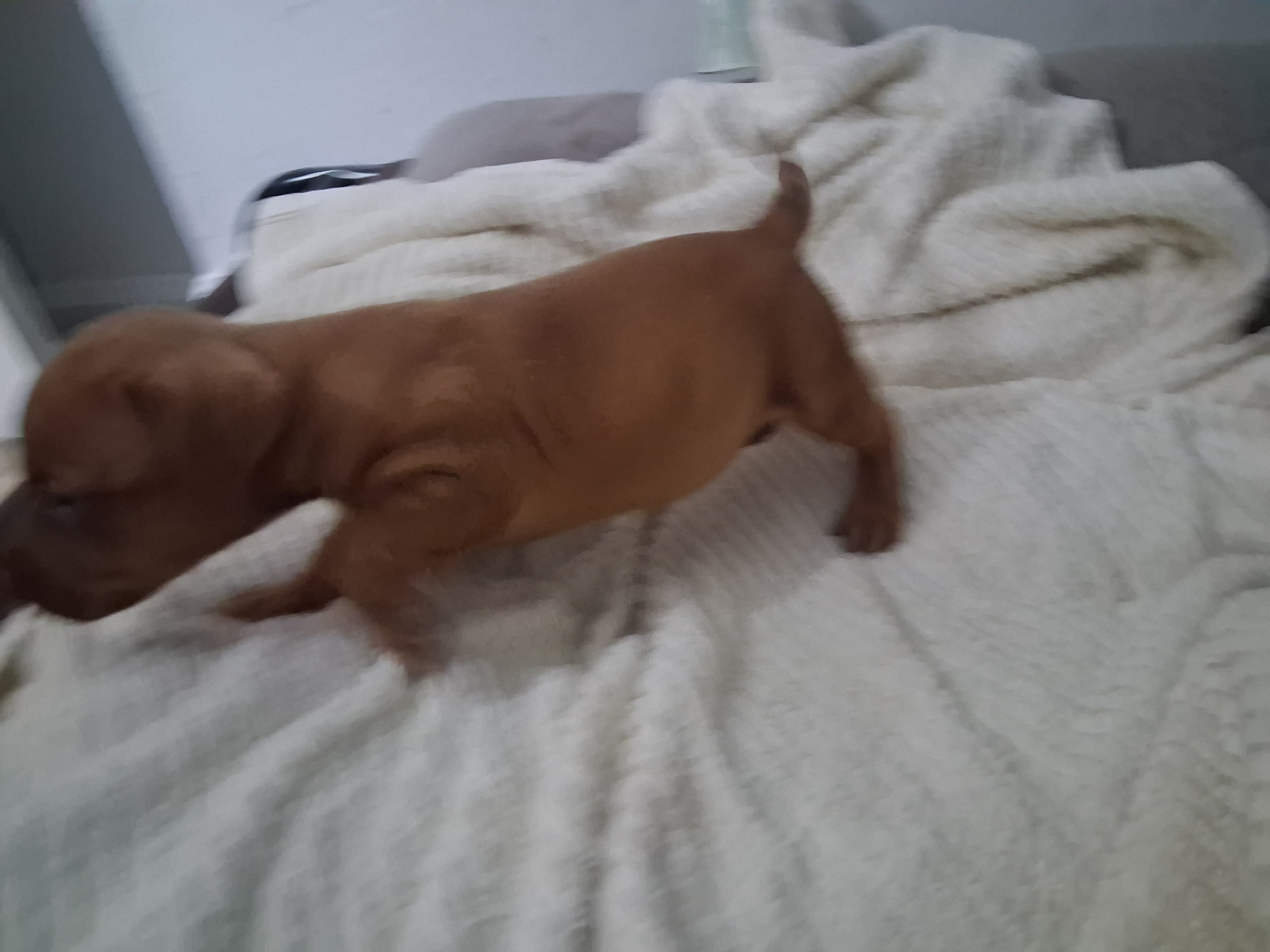 Beautiful puppies looking for forever homes image 5