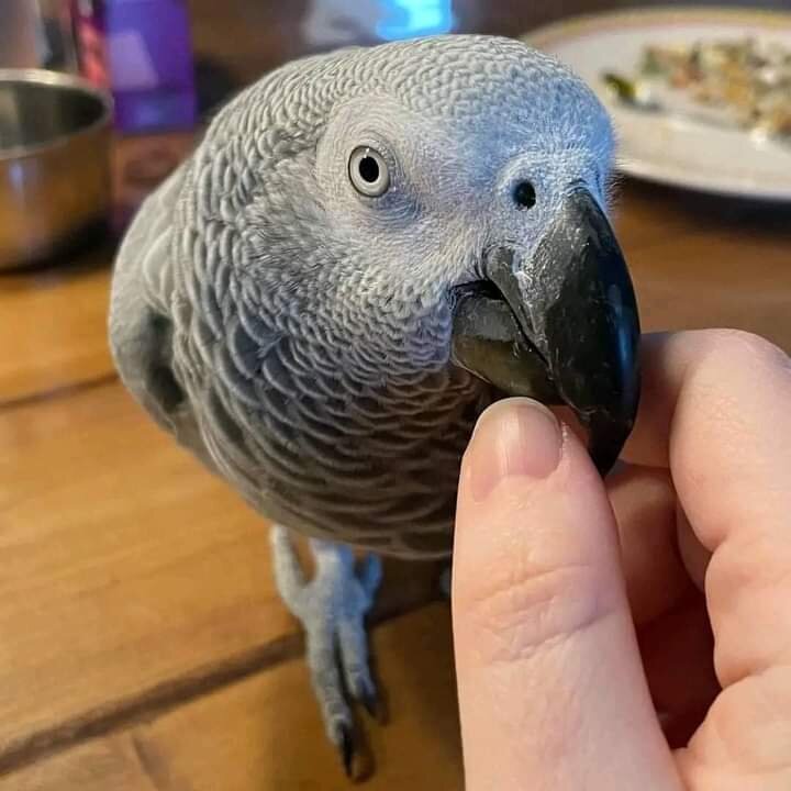 Exotic Congo African Grey Parrot image 1