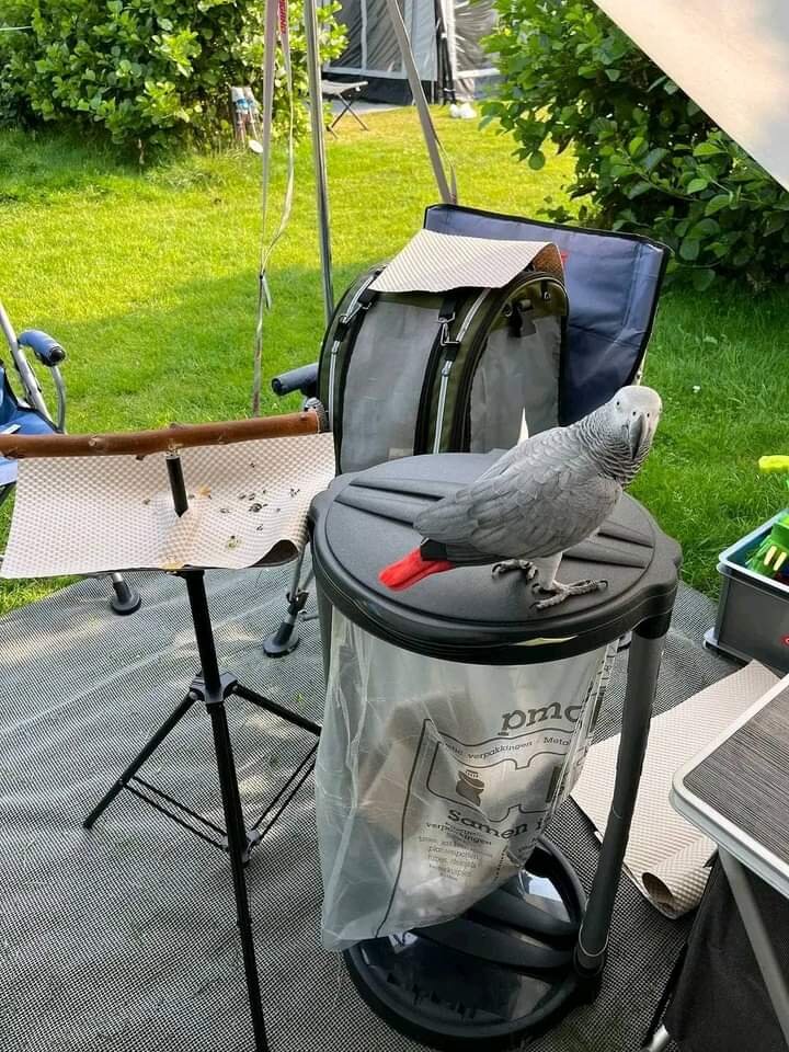Exotic Congo African Grey Parrot image 2