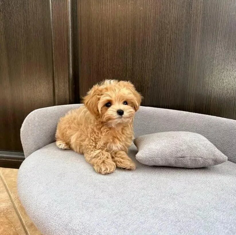 Find Your Perfect Poodle Puppy Today image 1